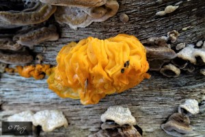 Tremella aurantia